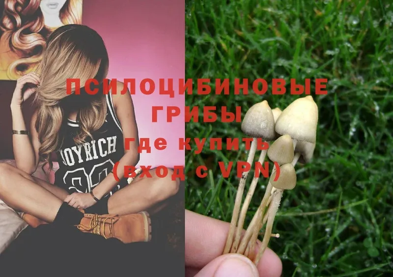 Псилоцибиновые грибы Psilocybe  купить   Мариинский Посад 